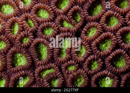 Polipi corallini verdi e marroni astratti, Puerto Galera, Filippine. Foto Stock