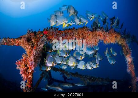 Scuola di batfish circolare (Platax orbicularis) sul relitto dell'Alma Jane a Puerto Galera, Filippine. Foto Stock