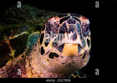 Colpo di testa di una tartaruga marina, (Eretmochelys imbricata). Foto Stock