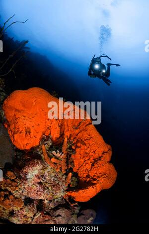 Scuba diver esplora una splendida scena di barriera corallina a Bonaire, Caraibi Paesi Bassi. Foto Stock