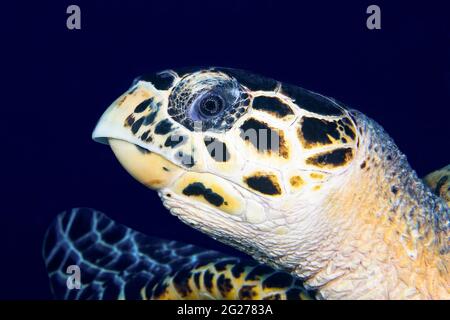 Primo piano di una tartaruga di mare. Foto Stock