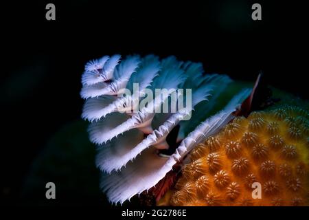 Verme del tubo dell'albero di Natale (Spirobranchus giganteus) sulla testa di corallo. Foto Stock