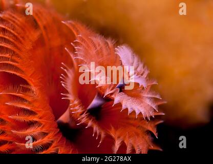 Verme del tubo dell'albero di Natale (Spirobranchus giganteus). Foto Stock