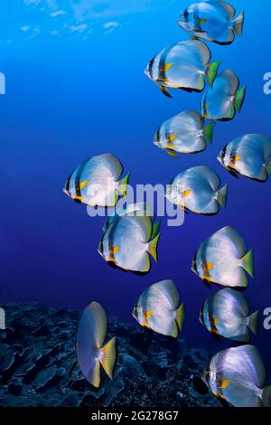 Scuola di batfish circolare (Platax orbicularis), Bunaken, Sulawesi del Nord, Indonesia. Foto Stock