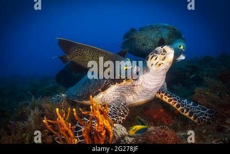 Hawksbill tartaruga di mare che viene pulita da Angelfish francese, Cozumel, Messico. Foto Stock