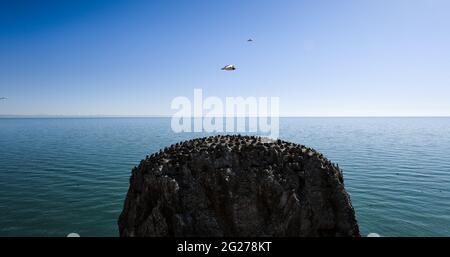 (210609) -- XINING, 9 giugno 2021 (Xinhua) -- UN gabbiano marrone-testa vola sopra l'isola degli uccelli al lago di Qinghai nella provincia di Qinghai della Cina nord-occidentale, 12 maggio 2017. Situato nella parte nord-orientale dell'altopiano Qinghai-Tibet, il lago Qinghai è fondamentale per mantenere l'equilibrio ecologico nella Cina occidentale. Si tratta inoltre di una barriera naturale per il controllo della diffusione verso est della desertificazione e per garantire la sicurezza delle aree agricole nella Cina orientale. Negli ultimi anni, il governo cinese ha attuato vari progetti ecologici nel bacino del lago Qinghai, e ha ottenuto notevoli risultati in Foto Stock