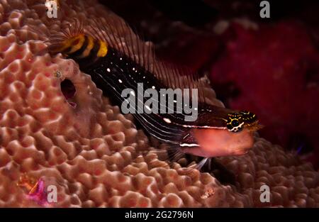 Un blenny siede su una testa di corallo nel Parco Nazionale di Wakatobi, Indonesia. Foto Stock