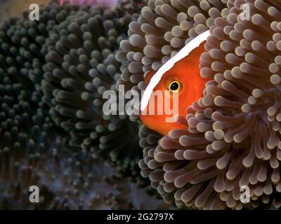 Pesce pagliaccio (Anphiprion sandaracinos) rampicante dal suo anemone marino ospite. Foto Stock