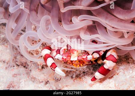 Un granchio da nuoto harlequin (Lissocarcinus laevis) si nasconde sotto un anemone. Foto Stock