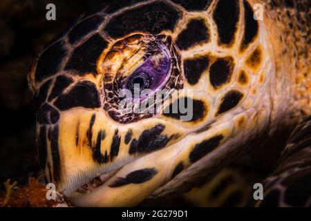 Colpo di testa di una tartaruga di falksbill (Eretmochelys imbricata) con fuoco sul relativo occhio. Foto Stock