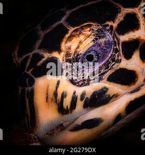 Colpo di testa di una tartaruga di falksbill (Eretmochelys imbricata) con fuoco sul relativo occhio. Foto Stock