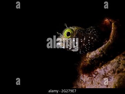 Spinyhead blenny (Acanthemblemaria spinosa) si sguancia dal suo burrow. Foto Stock