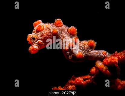 Un cavalluccio marino rosso pigmeo (Hippocampus bargibanti) si estende su un appassionato di mare. Foto Stock