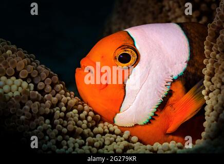 Anemonefish di Clark (Amphiprion clarkii) sul suo anemone marino ospite, Filippine. Foto Stock