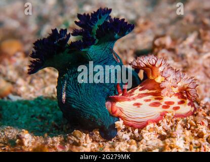 Due nudibranchi (Nembrotha milleri) con due gobies lungo per il giro, Filippine. Foto Stock