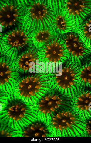 Corallo stellare fluorescente verde brillante (Montastraea) di notte a Turks e Caicos. Foto Stock