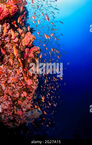 Barriera corallina con coralli duri e morbidi e colorati pesci di antia, Isola Verde, Filippine. Foto Stock