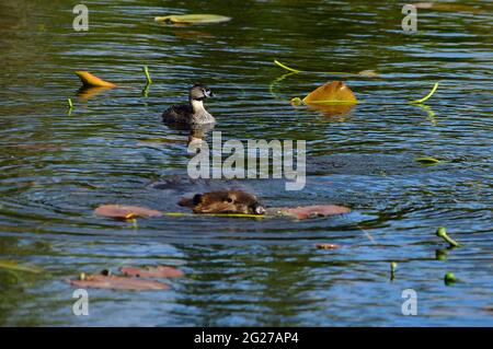 Un grebe 'Podilymbus podiceps', che si nuota dietro un mangiatore nel lago Maxwell in Hinton Alberta Canada. Foto Stock