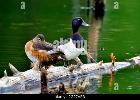 Un paio di anatre a collo di anello 'Aythya collaris', arroccato su un albero caduto nel lago Maxwell in Hinton Alberta Canada. Foto Stock