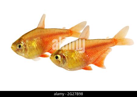 Sciame di arancio fiamma rossa Tetra Hyphessobrycon flammeus Rio tetra pesci tropicali acquario Foto Stock