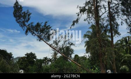 Il pino è in fase di taglio e sta cadendo in foresta con cielo blu e bianco sullo sfondo, Thailandia Foto Stock