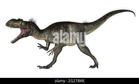 Megalosaurus dinosauro ruggito, isolato su sfondo bianco. Foto Stock