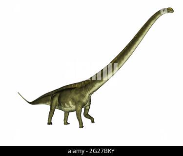 Menenchisaurus dinosauro a piedi, isolato su sfondo bianco. Foto Stock