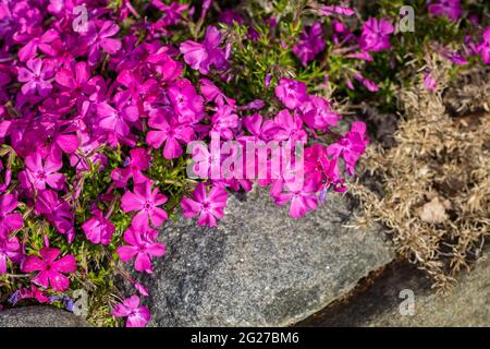 'Moerheimii' Creeping phlox, Mossflox (Phlox subulata) Foto Stock