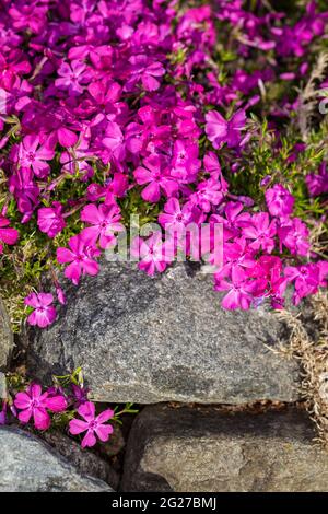 'Moerheimii' Creeping phlox, Mossflox (Phlox subulata) Foto Stock