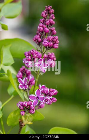 'Sensation' Lilac, Syren (Syringa vulgaris) Foto Stock