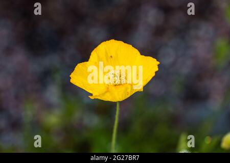 Welsh papavero, Engelsk vallmo (Meconopsis cambrica) Foto Stock
