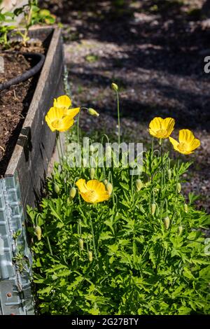 Welsh papavero, Engelsk vallmo (Meconopsis cambrica) Foto Stock