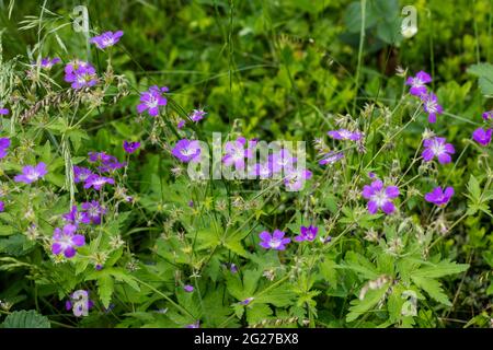 Becco di legno, Midsommarblomster (Geranium sylvaticum) Foto Stock