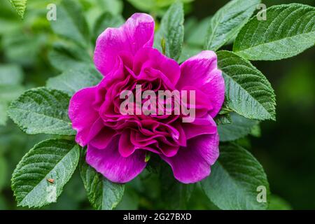 Rosa 'Hansa' Rugosa, Vresros (Rosa rugosa) Foto Stock