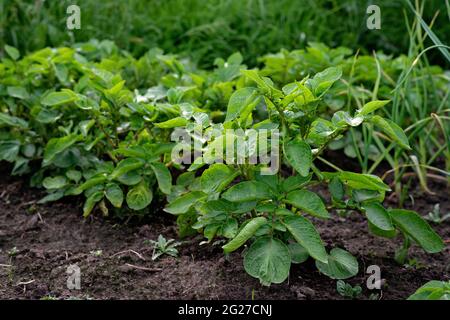 cespugli verdi di patata fresca su un campo vegetale. Giardinaggio. Eco prodotti biologici. Messa a fuoco selettiva morbida. Foto Stock