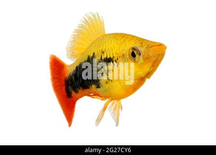 sunburst platy maschio Xiphophorus maculatus pesci acquario tropicale Foto Stock