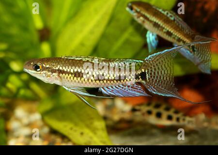 Scacchiera Cichlid Dicrossus filamentosus acquario pesce nano cichlid Foto Stock