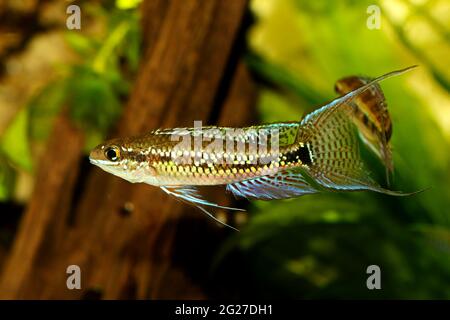 Scacchiera Cichlid Dicrossus filamentosus acquario pesce nano cichlid Foto Stock