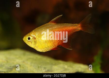 Sciame di arancio fiamma rossa Tetra Hyphessobrycon flammeus Rio tetra pesci tropicali acquario Foto Stock