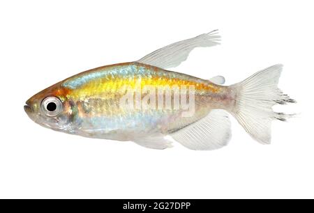 Congo tetra acquario pesce Phenacogrammus interruptus Foto Stock