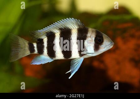 Humphead Cichlid Cyphotilapia frontosa acquario pesce Foto Stock