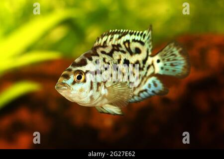 Elettrico blu jack dempsey cichlid Nandopsis Octofisciatum pesci acquario Foto Stock