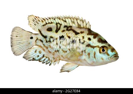 Elettrico blu jack dempsey cichlid Nandopsis Octofisciatum pesci acquario Foto Stock