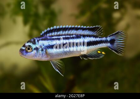Melanocromis johannii acquario pesce johanni Foto Stock