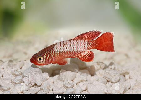 Kisaki Killifish Nothobranchius flammicomantis Killi acquario pesce Foto Stock