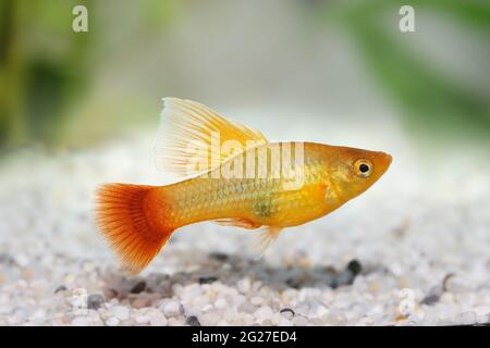 Hi fin Platy Platy maschio Xiphophorus maculatus pesce acquario tropicale Foto Stock