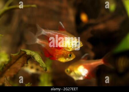 Sciame di arancio fiamma rossa Tetra Hyphessobrycon flammeus Rio tetra pesci tropicali acquario Foto Stock