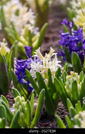 Hyacinthus orientalis fiori bianchi e blu su sfondo astratto. Giacinto bianco Carnegie. Ciao primavera. Utilizzato nell'industria dei profumi. Foto Stock