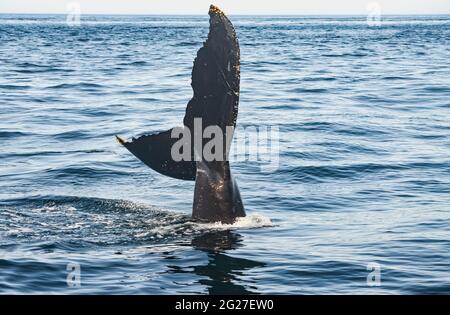 Una megaptera novaeangliae (megaptera novaeangliae) attacca la sua coda dalla barca. Spazio di copia. Great South Channel, North Atlantic. Foto Stock