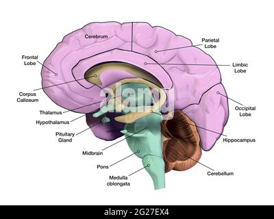 Sezione sagitale del cervello umano con regioni ed etichette. Foto Stock